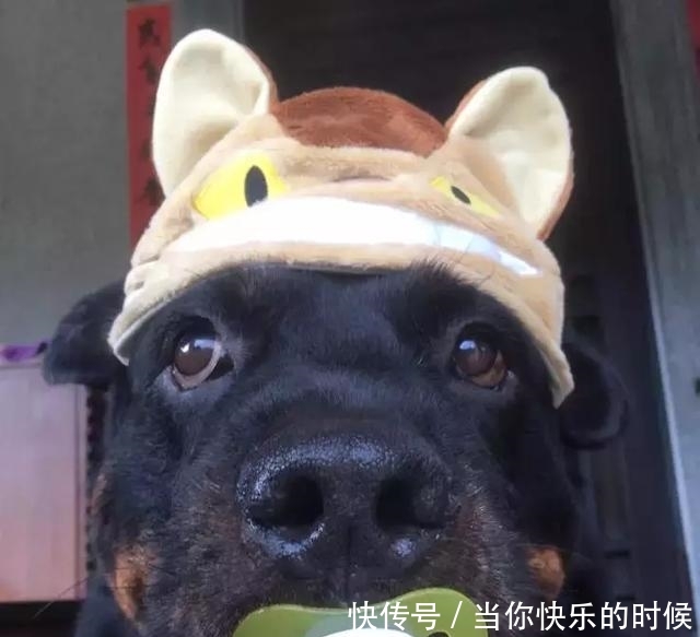 狗狗背著書包叼著奶嘴等校車，老師卻說：你超重了不能上！