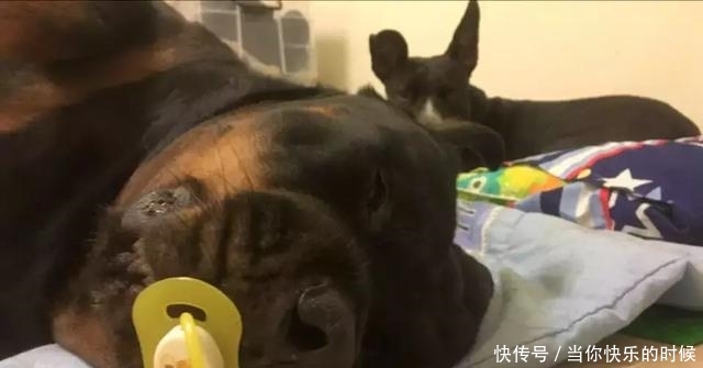 狗狗背著書包叼著奶嘴等校車，老師卻說：你超重了不能上！
