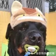 狗狗背著書包叼著奶嘴等校車，老師卻說：你超重了不能上！